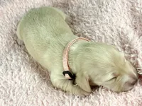 Swiss, a female Miniature Dachshund for sale in Sacramento, CA – Photo 5 of 7