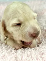 Swiss, a female Miniature Dachshund for sale in Sacramento, CA – Photo 6 of 7