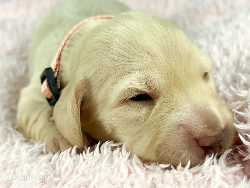 Swiss – Miniature Dachshund puppy for sale in Sacramento, CA