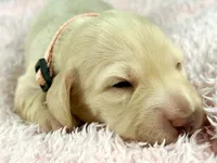 Swiss, a female Miniature Dachshund for sale in Sacramento, CA – Photo 1 of 7