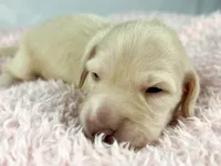 Swiss, a female Miniature Dachshund for sale in Sacramento, CA – Photo 3 of 7