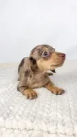 Hot fudge, a female Miniature Dachshund for sale in Sacramento, CA – 3 of 6