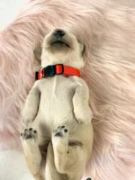Snickerdoodle, a male Miniature Dachshund for sale in Sacramento, CA – 2 of 8