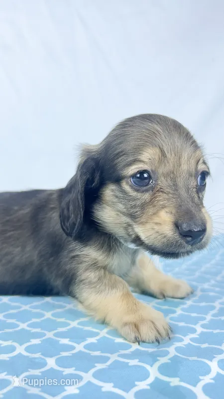 Slice – Miniature Dachshund puppy for sale in Sacramento, CA