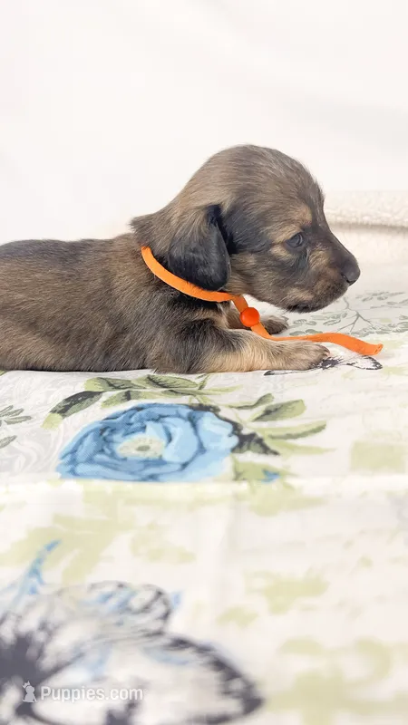 Frank – Miniature Dachshund puppy for sale in Sacramento, CA