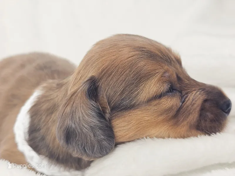 Sand – Miniature Dachshund puppy for sale in Sacramento, CA