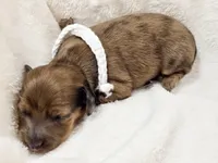 Sand, a female Miniature Dachshund for sale in Sacramento, CA – Photo 4 of 7