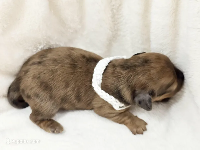 Sand – Miniature Dachshund puppy for sale in Sacramento, CA