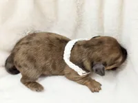 Sand, a female Miniature Dachshund for sale in Sacramento, CA – Photo 1 of 7