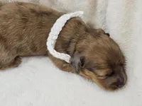 Sand, a female Miniature Dachshund for sale in Sacramento, CA – Photo 5 of 7