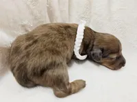 Sand, a female Miniature Dachshund for sale in Sacramento, CA – Photo 6 of 7