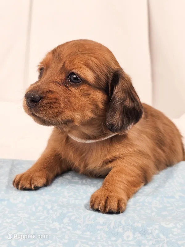 Sand – Miniature Dachshund puppy for sale in Sacramento, CA