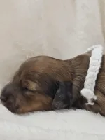 Sand, a female Miniature Dachshund for sale in Sacramento, CA – Photo 2 of 7