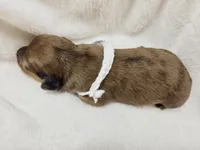 Sand, a female Miniature Dachshund for sale in Sacramento, CA – Photo 7 of 7