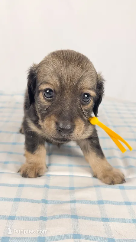 Sundae – Miniature Dachshund puppy for sale in Sacramento, CA