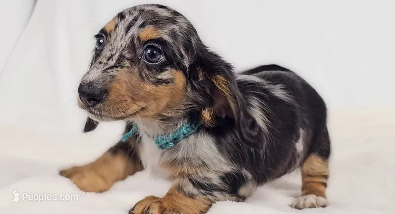 Tulip – Miniature Dachshund puppy on hold in Sacramento, CA