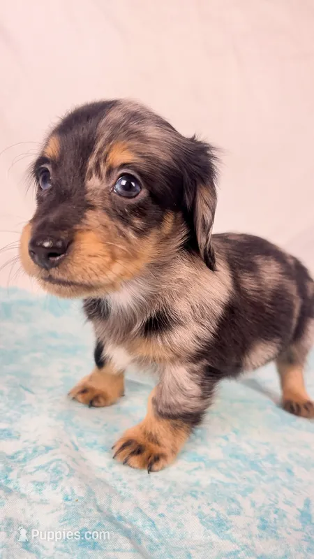 Chocolate – Miniature Dachshund puppy on hold in Sacramento, CA