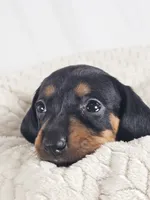 Mango, a female Dachshund for sale in Sacramento, CA – 2 of 6