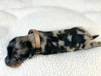 Chocolate, a male Miniature Dachshund for sale in Sacramento, CA – 3 of 9