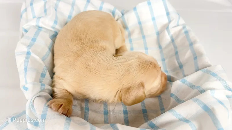 Vanilla – Miniature Dachshund puppy on hold in Sacramento, CA