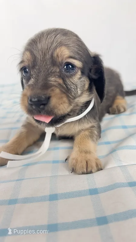 Slice – Miniature Dachshund puppy for sale in Sacramento, CA