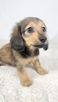 Whip cream, a female Miniature Dachshund for sale in Sacramento, CA – 3 of 9