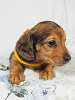 Plum, a male Miniature Dachshund for sale in Sacramento, CA – 4 of 6