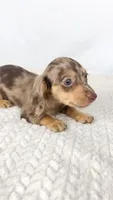 Hot fudge, a female Miniature Dachshund for sale in Sacramento, CA – 1 of 6