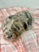 Cadbury, a male Miniature Dachshund for sale in Sacramento, CA – Photo 5 of 8