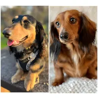 Cadbury, a male Miniature Dachshund for sale in Sacramento, CA – Photo 8 of 8