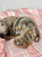 Cadbury, a male Miniature Dachshund for sale in Sacramento, CA – Photo 4 of 8