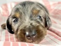 Cadbury, a male Miniature Dachshund for sale in Sacramento, CA – Photo 3 of 8