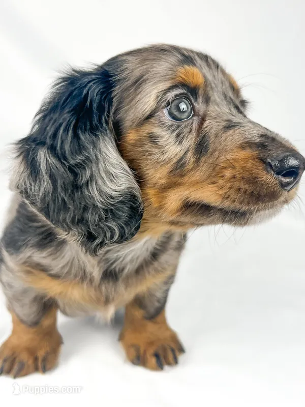 Cadbury – Miniature Dachshund puppy on hold in Sacramento, CA