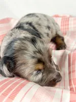 Cadbury, a male Miniature Dachshund for sale in Sacramento, CA – Photo 1 of 8