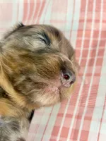 Cadbury, a male Miniature Dachshund for sale in Sacramento, CA – Photo 7 of 8