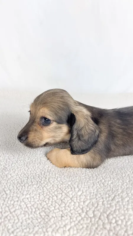 Slice – Miniature Dachshund puppy for sale in Sacramento, CA