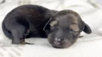 Sundae, a female Miniature Dachshund for sale in Sacramento, CA – 4 of 6