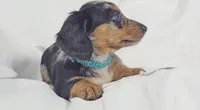 Tulip, a female Miniature Dachshund for sale in Sacramento, CA – 3 of 6