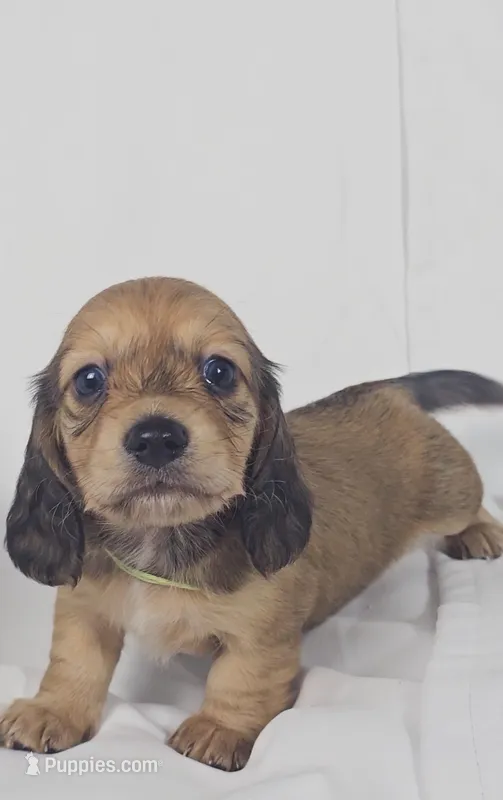 Pickles – Miniature Dachshund puppy for sale in Sacramento, CA