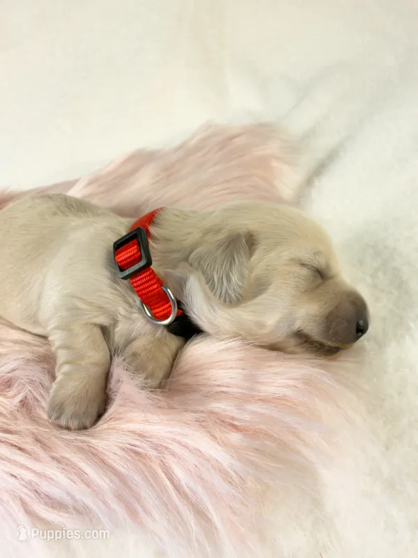 Snickerdoodle – Miniature Dachshund puppy for sale in Sacramento, CA