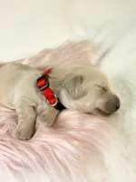 Snickerdoodle, a male Miniature Dachshund for sale in Sacramento, CA – 1 of 8