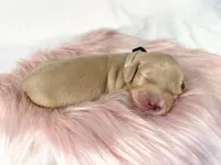 Chocolate chip, a male Miniature Dachshund for sale in Sacramento, CA – 6 of 10
