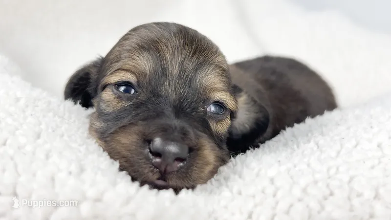 Sundae – Miniature Dachshund puppy for sale in Sacramento, CA