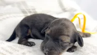 Sundae, a female Miniature Dachshund for sale in Sacramento, CA – 3 of 6