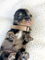 Chocolate, a male Miniature Dachshund for sale in Sacramento, CA – 6 of 9