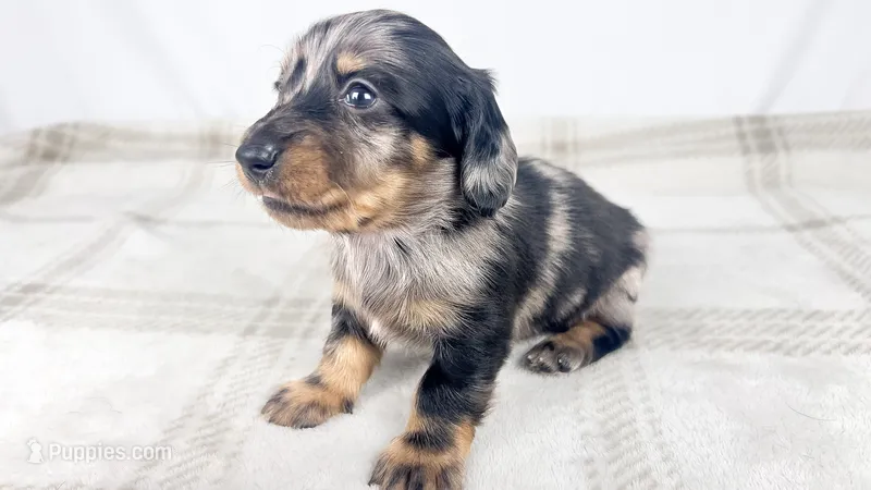 Strawberry – Miniature Dachshund puppy on hold in Sacramento, CA