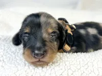 Chocolate, a male Miniature Dachshund for sale in Sacramento, CA – 7 of 9