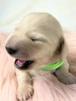 Macadamia nut, a female Miniature Dachshund for sale in Sacramento, CA – 7 of 9