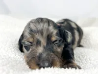 Strawberry, a male Miniature Dachshund for sale in Sacramento, CA – 2 of 9