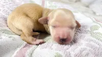 Wafer, a male Miniature Dachshund for sale in Sacramento, CA – 4 of 7